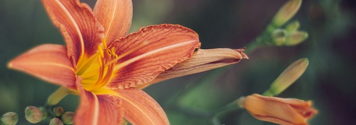 ΘEMA: Ο Κρίνος στην μυθολογία.